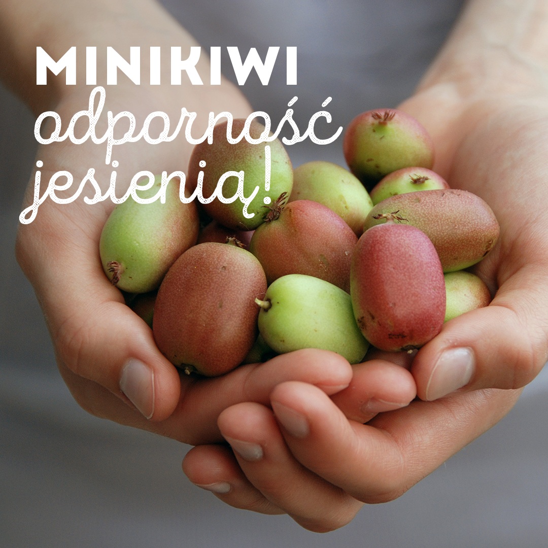 Krajowy Związek Grup Producentów Owoców i Warzyw (3)