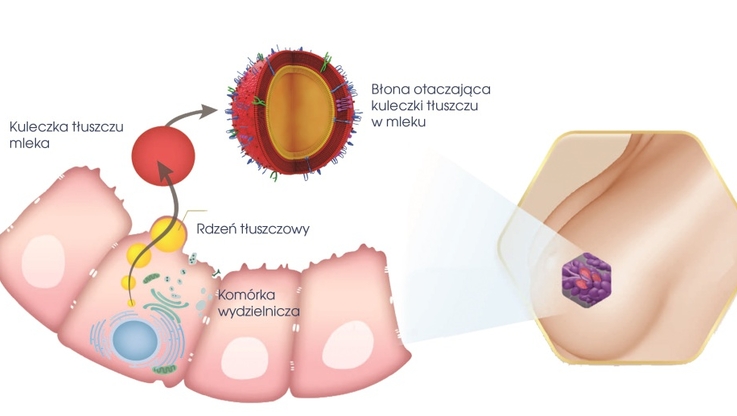 Wydzielanie kulek tłuszczu z komórki laktocyta i otaczanie ich strukturami błon fosfolipidowo-białkowych (MFGM)