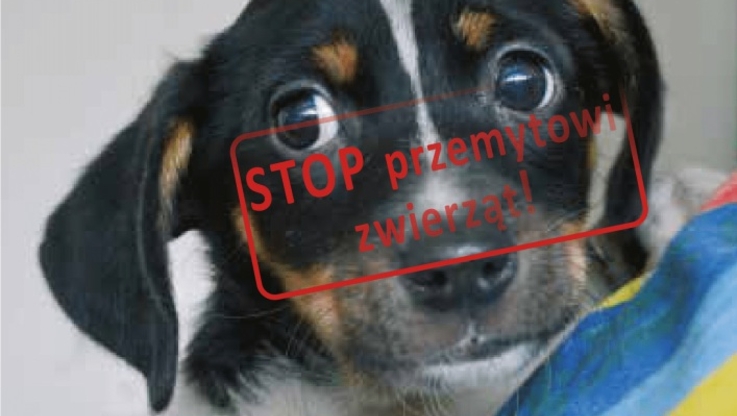 Towarzystwo Opieki nad Zwierzętami w Polsce (1)