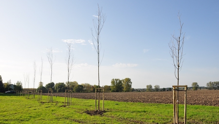 Fot. UG Brwinów