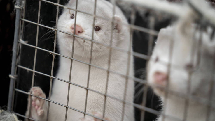 
								Denmark mink culling process
							