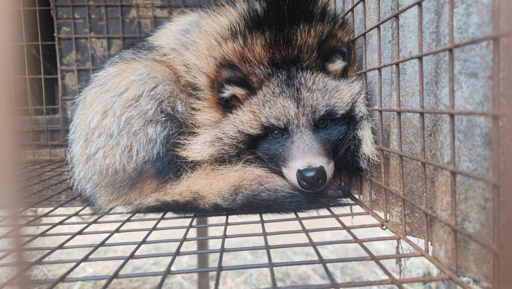 Humane Society International (HSI) Europe (1)
