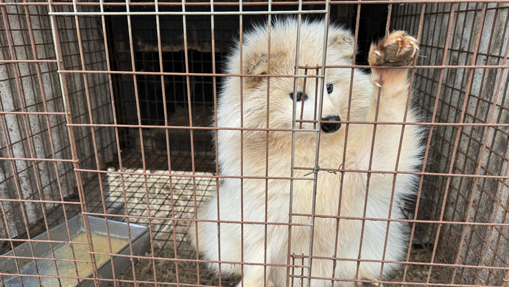 Humane Society International (HSI) Europe (2)