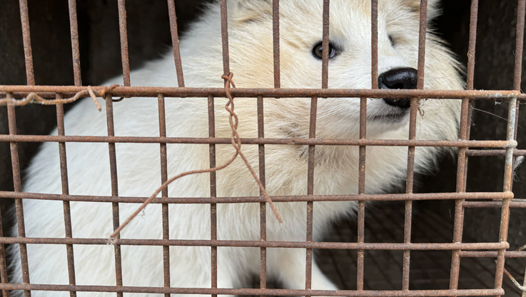 Humane Society International (HSI) Europe (3)