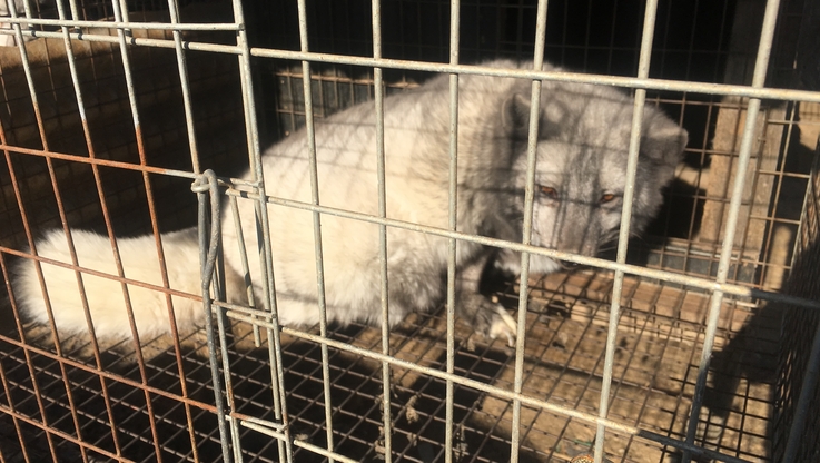 Humane Society International (HSI) Europe (4)