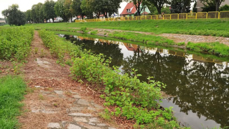 Fot. W.Bąkiewicz/UM w Świdnicy