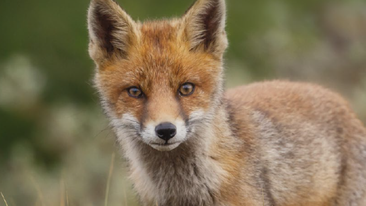 Humane World for Animals Europe