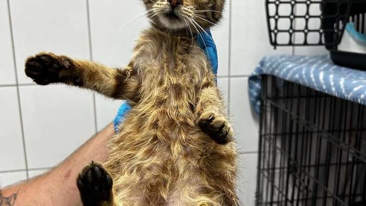 Humane World for Aminals (2)