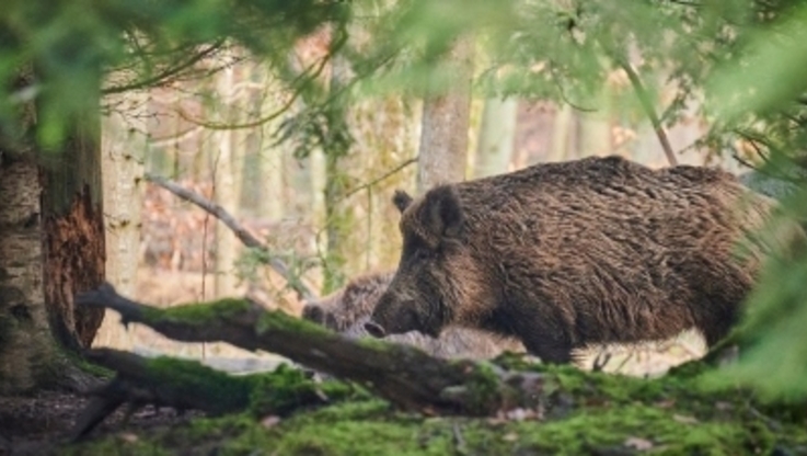 Fot. UM Piotrków Trybunalski