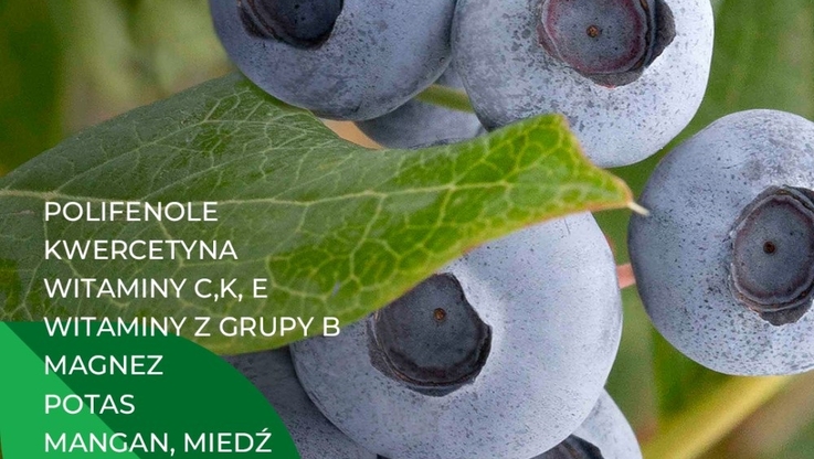 Krajowy Związek Grup Producentów Owoców i Warzyw (3)