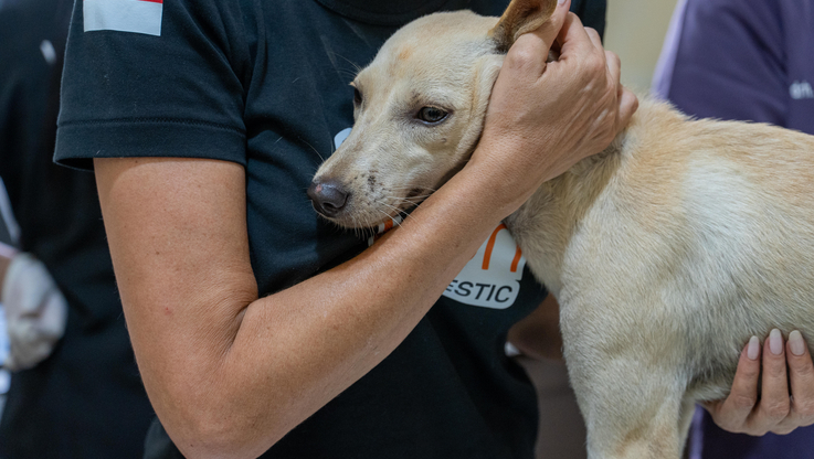 Fordhanto Bimantoro / Humane World for Animals