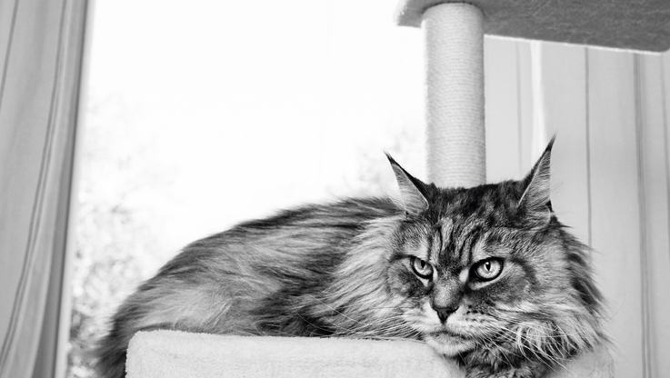 Royal Canin (2)