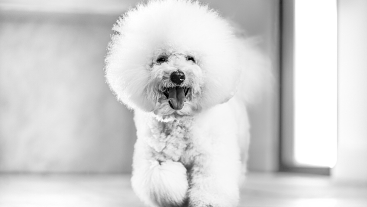 Royal Canin (1)