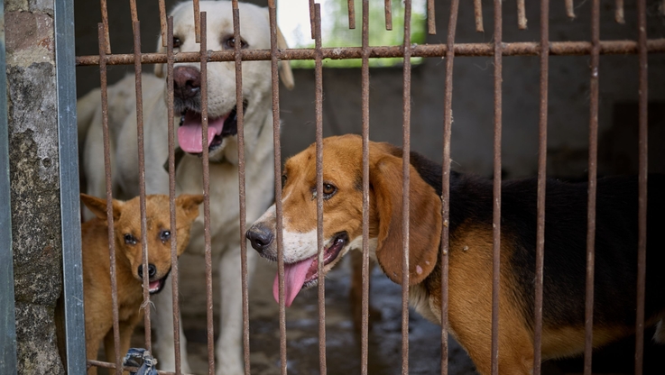 Humane World for Animals