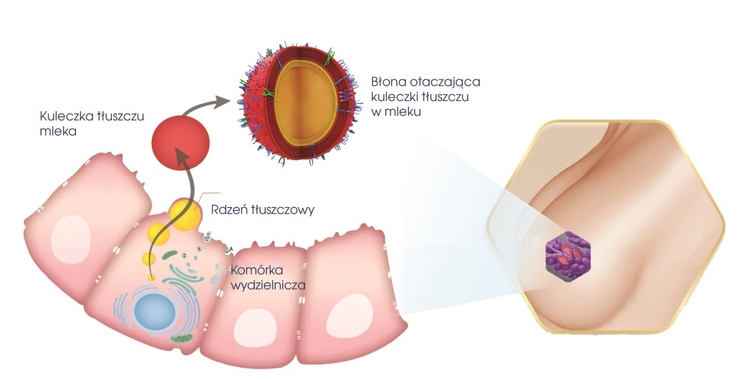Wydzielanie kulek tłuszczu z komórki laktocyta i otaczanie ich strukturami błon fosfolipidowo-białkowych (MFGM)