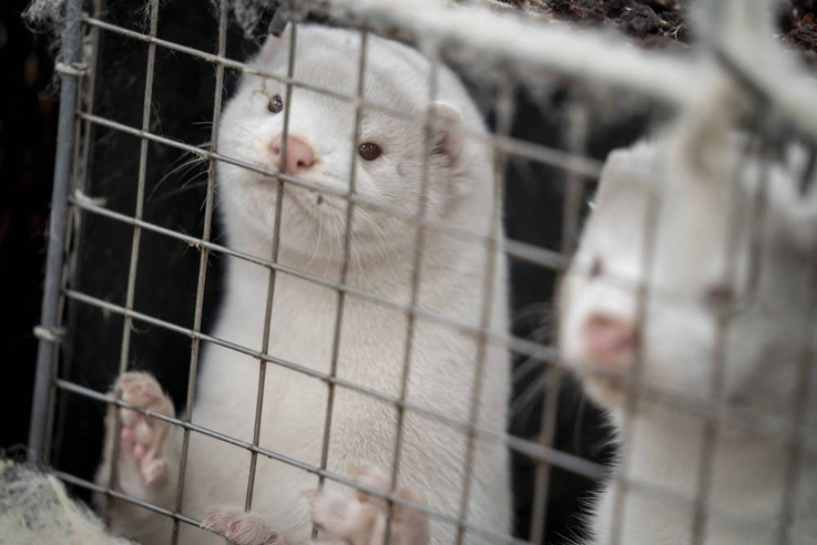 
								Denmark mink culling process
							