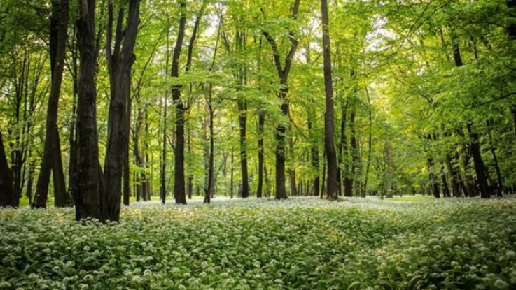 Fot. UM Dąbrowa Górnicza