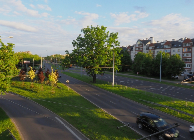 Fot. Lubelski kandydat na Drzewo Roku 2021 - dąb przy ul. Bohaterów Monte Cassino