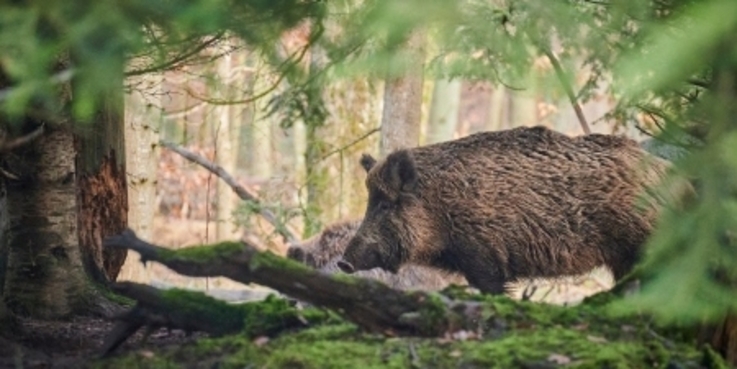 Fot. UM Piotrków Trybunalski