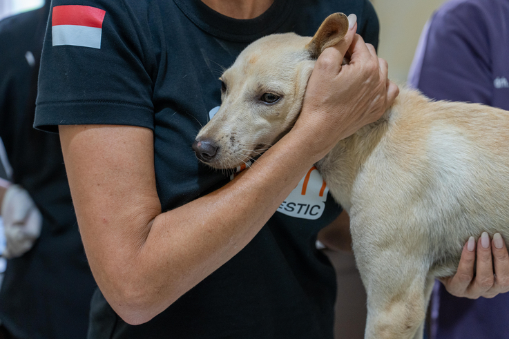 Fordhanto Bimantoro / Humane World for Animals