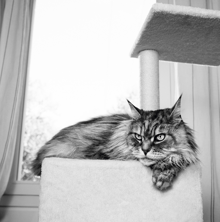 Royal Canin (2)